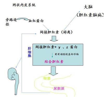 胆红素脑病怎么治疗