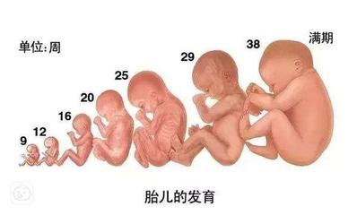 八个月胎儿发育情况对照表