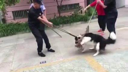 城管抓狗合法吗
