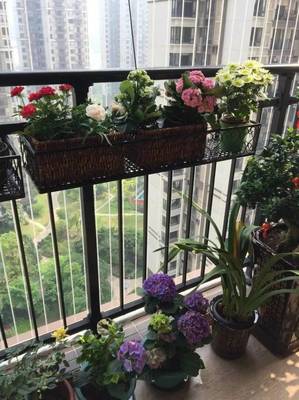 阳台种花