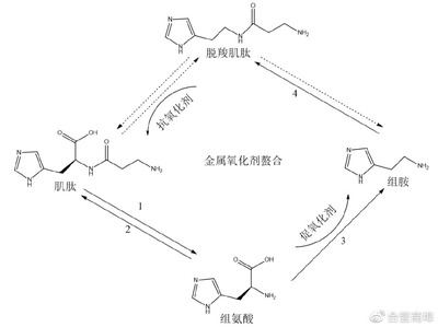 组氨酸的作用和功效