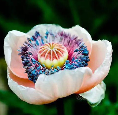 菊花代表什么生肖
