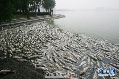 周公解梦梦见鱼死了