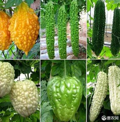 苦瓜痘痘的方法