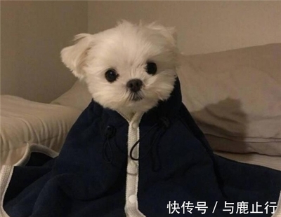 继承遗产的狗