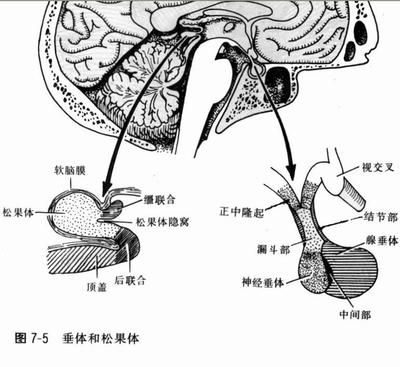 经鼻蝶微创垂体囊肿手术费用多少钱