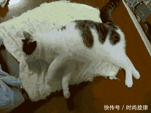 做梦打死猫是什么意思