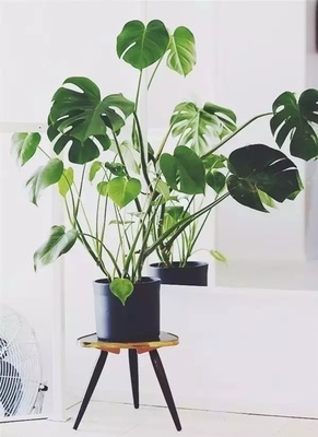 室内植物甲醛