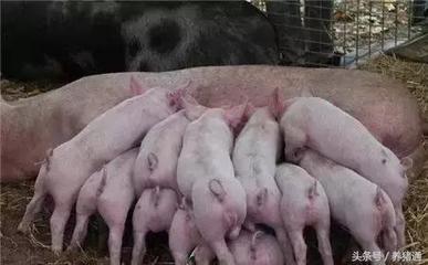 猪轮状病毒怎么治疗