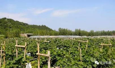 种植家庭农场名字大全