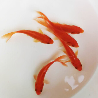 1. Question, what does Hodh ech-Chargui <strong><mark>Aquatic</mark></strong> shops do?