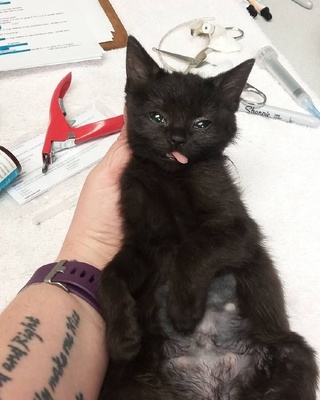 三个月的猫咪有多大