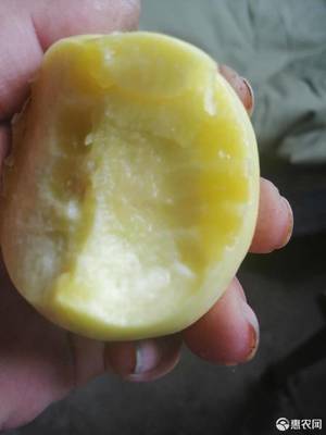 黄毛桃和黄油桃的区别
