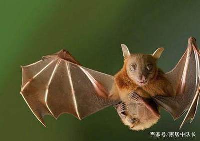 家里有蝙蝠什么征兆