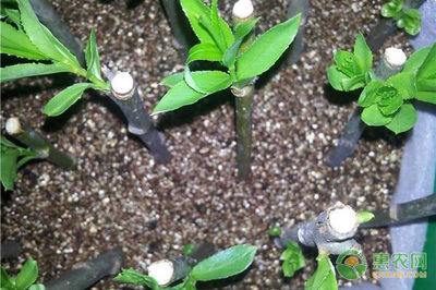 阳台种菜怎样自制肥料