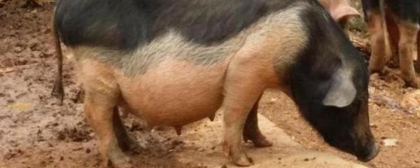 猪的脚印像什么形状