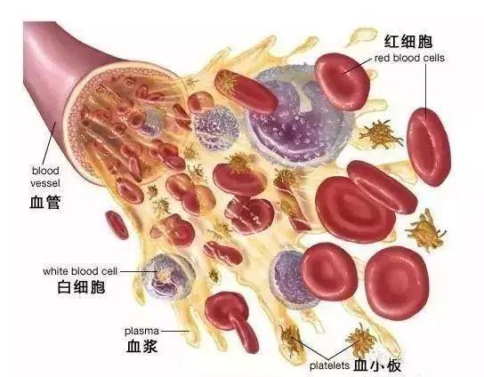 碳氧血红蛋白多少钱