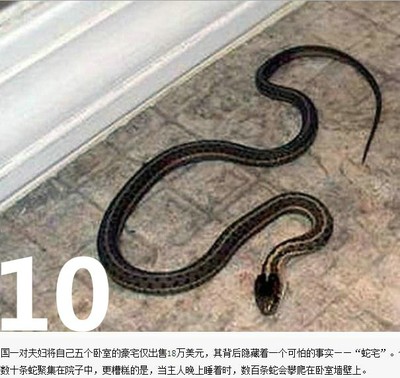 房子周围有蛇怎么办