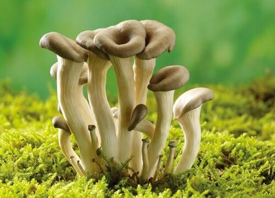 咳嗽能吃磨菇吗