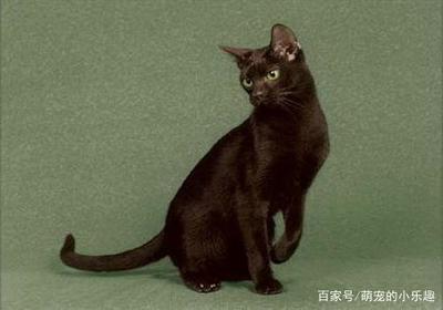 小宠物取名大全