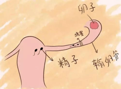 半年怀孕两次怎么办