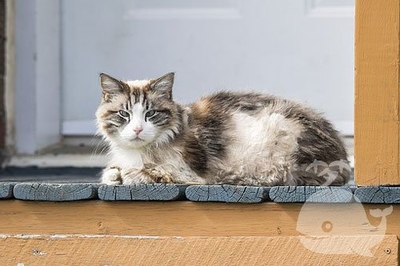 梦见一只怀孕的猫