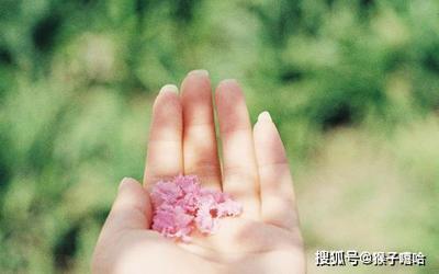 贵妃指什么生肖