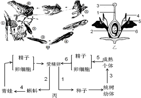 蝌蚪的身体构造图图片