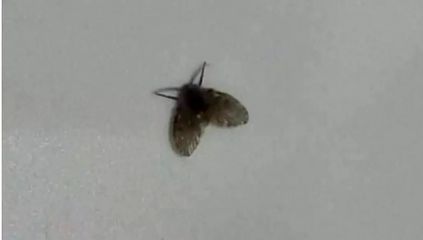 卫生间的小飞虫