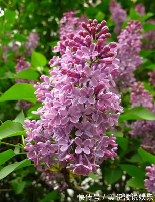 丁香花适合室内养吗