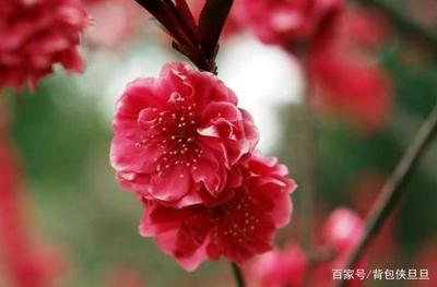 淑属于五行属什么