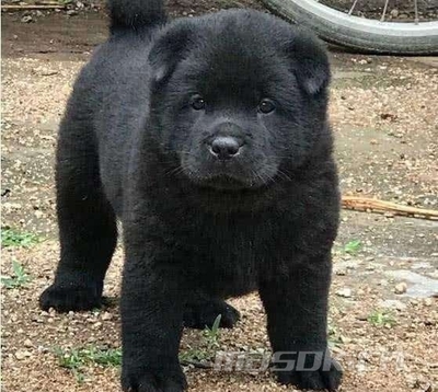 黑色狗取什么名字好听