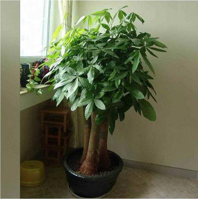 适合养在卫生间的植物