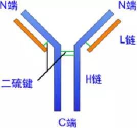 球蛋白多少kd