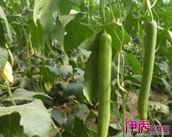 孕妇梦见丝瓜
