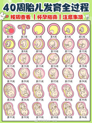 胎儿发育过程