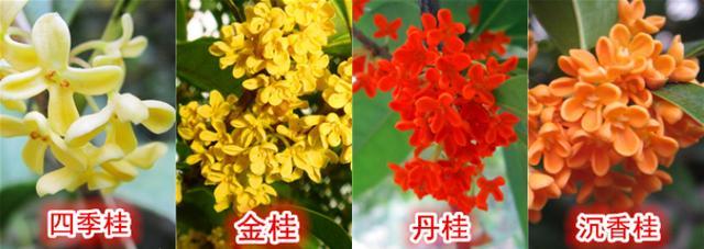 桂花树的赔偿价格表