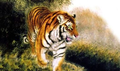 属虎男人看上你的表现