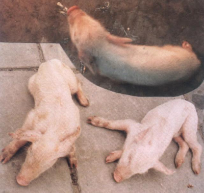 猪脑膜炎怎么治疗