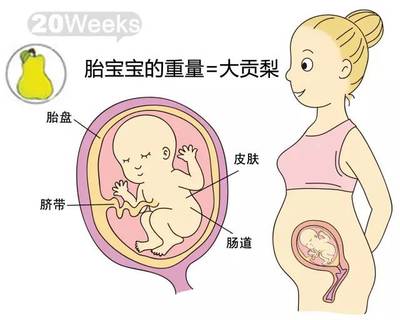 孕21周胎儿发育情况