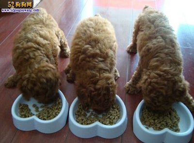 一般幼犬吃多少狗粮