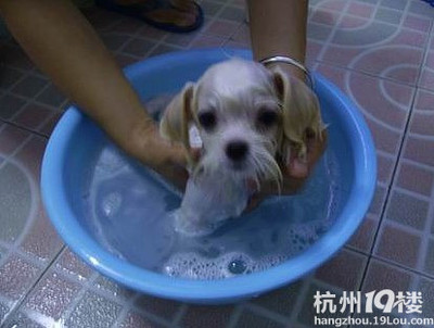 泰迪幼犬什么时候可以洗澡,比雄幼犬什么时候可以洗澡