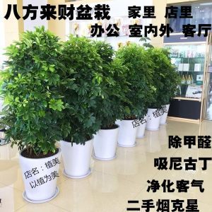 盆景店名