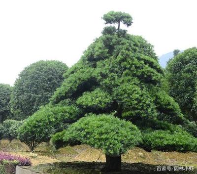 别墅院子种什么树好
