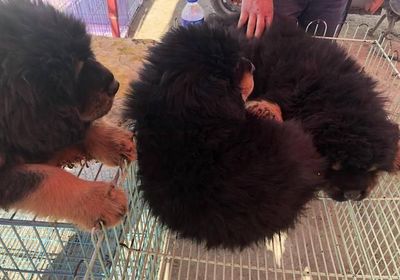 南昌藏獒幼犬出售
