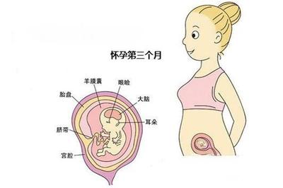 怀孕初期能吃黑鱼吗