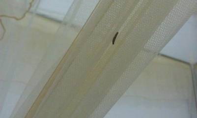 卫生间飞蛾 吊顶