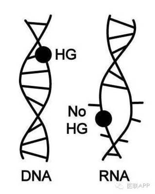 dna rna各有多少种碱基