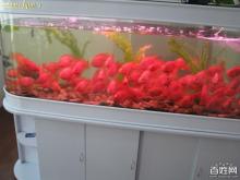 1.8米鱼缸养多少条发财鱼最好：1.8米的鱼缸养多少条发财鱼最好