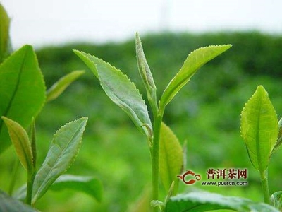 毛尖是哪里产的